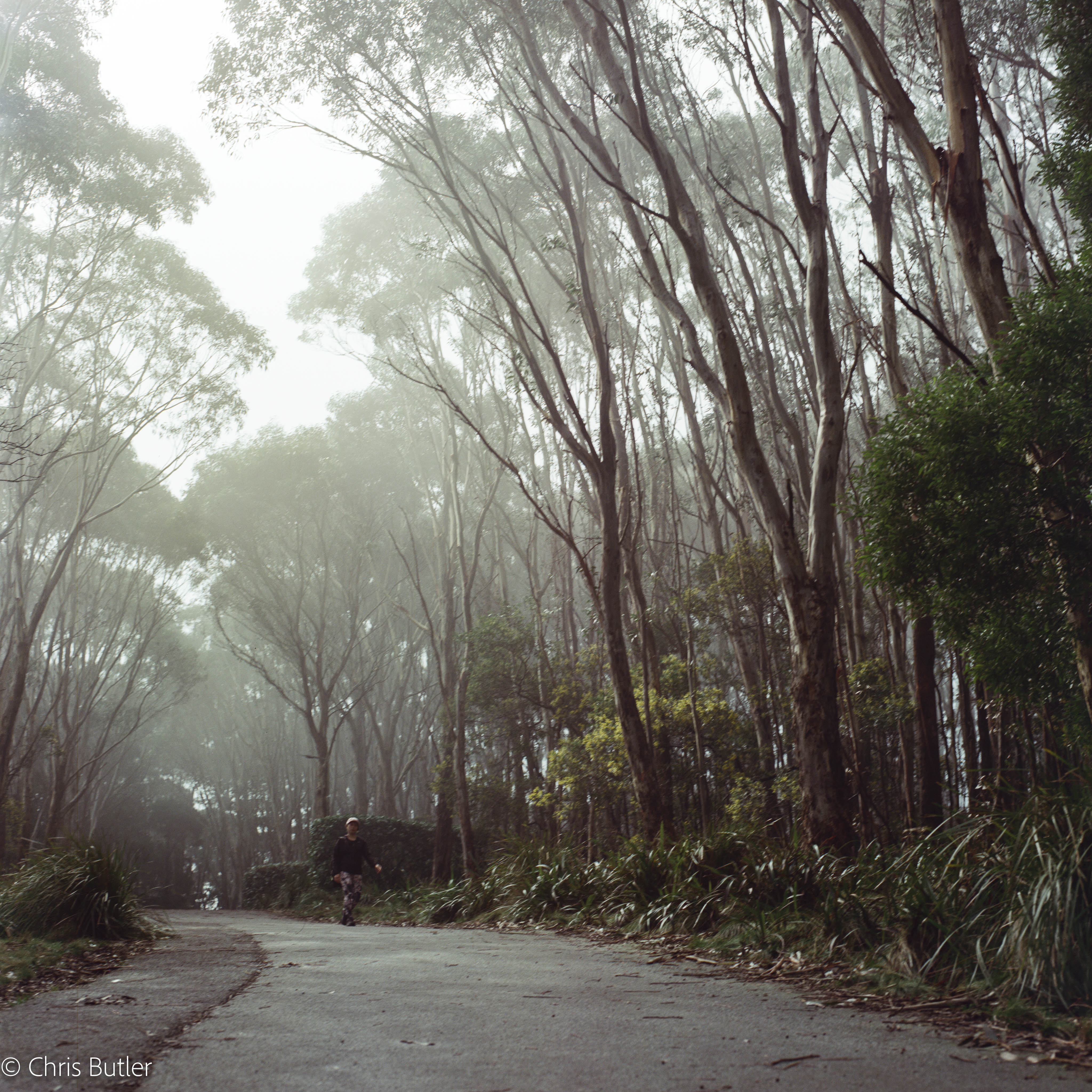 Mt Macedon - Hasselblad 503CM, Kodak Vision 3 250D 70mm